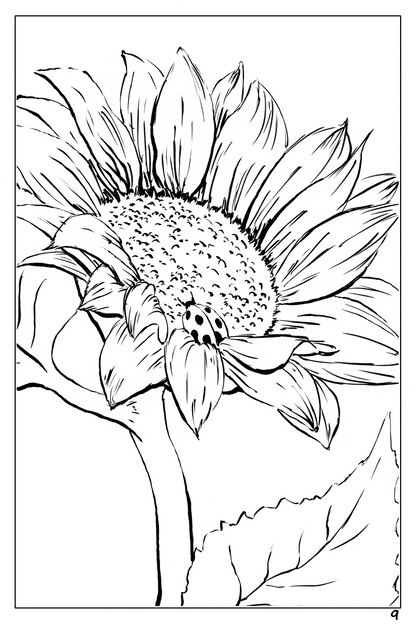 watercolor flower workbook page 9, coloring page of a sunflower with a ladybug on it