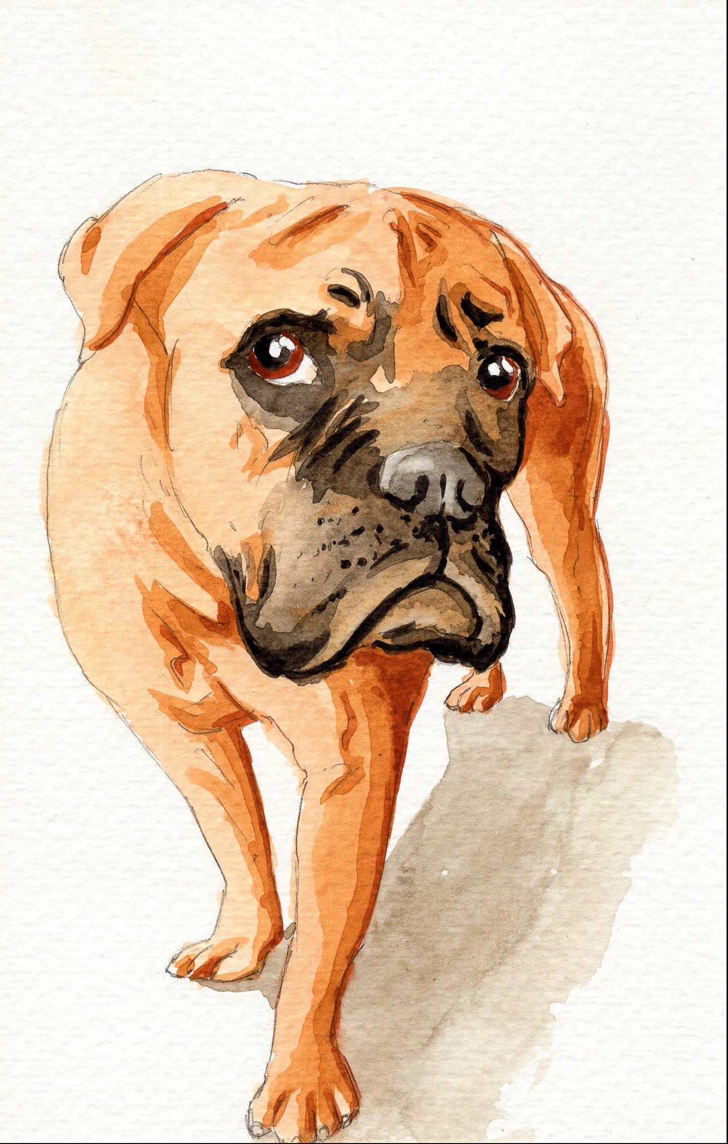 Watercolor painting of a Boxer dog