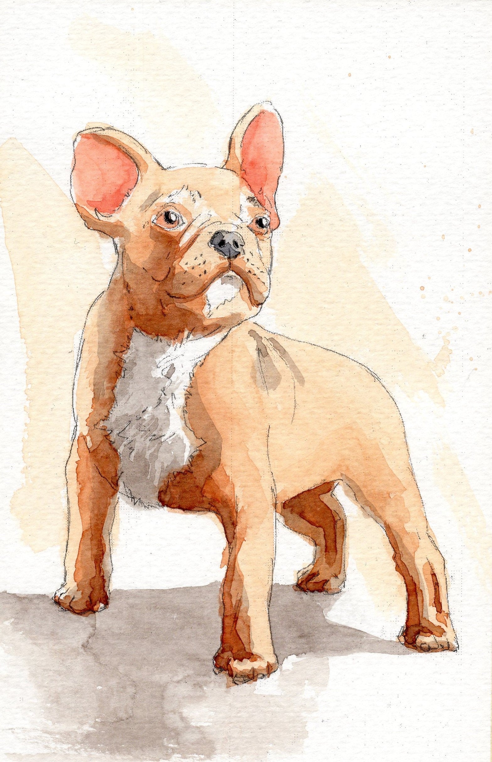 watercolor painting of a French Bulldog